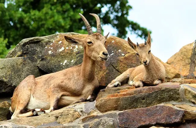 Mom and baby Mountain Goat resting in the sun