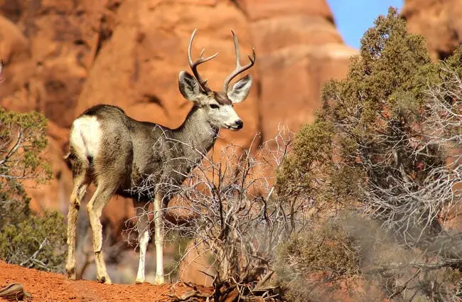 Mule Deer Description Habitat Image Diet And Interesting Facts