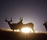 Two Mule Deer Bucks In The Setting Sun