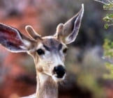 Young Mule Deer Buck