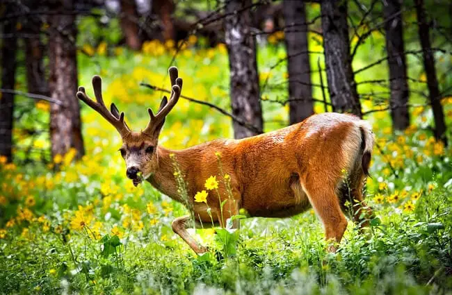 Mule Deer Facts For Kids Kids Matttroy