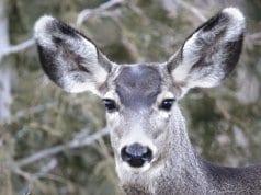 Portrait of a Mule Deer doe