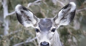Portrait of a Mule Deer doe