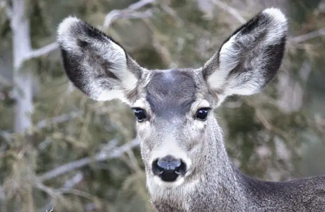 Mule Deer - Description, Habitat, Image, Diet, and Interesting Facts