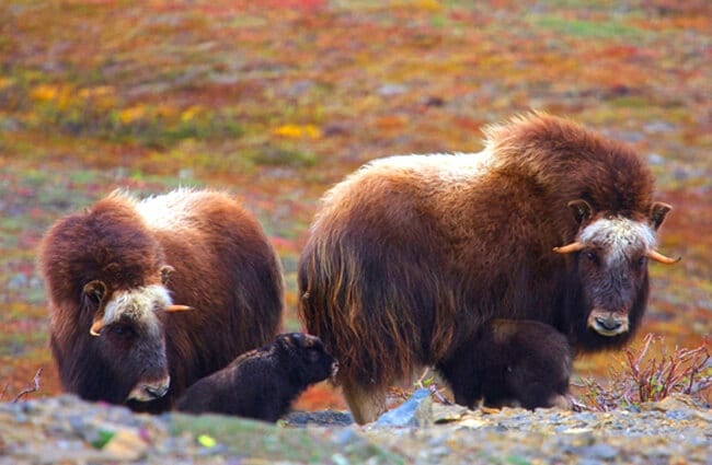 Two Musk Ox cows with their calves Photo by: Gregory &quot;Slobirdr&quot; Smith https://creativecommons.org/licenses/by-sa/2.0/