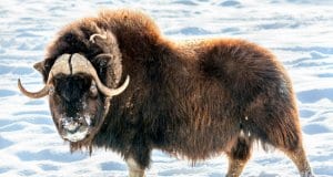 The Musk Ox is both majestic and imposingPhoto by: (c) Fitawoman www.fotosearch.com