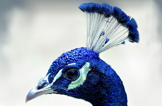 Peacock selfie! Photo by: skeeze, Public Domain https://pixabay.com/photos/peacock-head-profile-plume-blue-1393082/