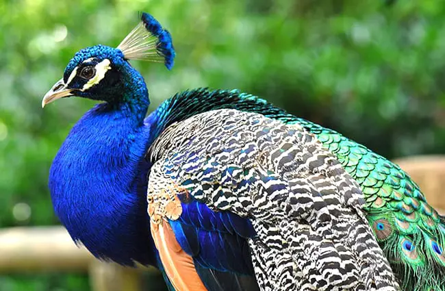 Peacock in profile Photo by: skeeze, Public Domain https://pixabay.com/photos/peacock-profile-peafowl-feather-1448427/