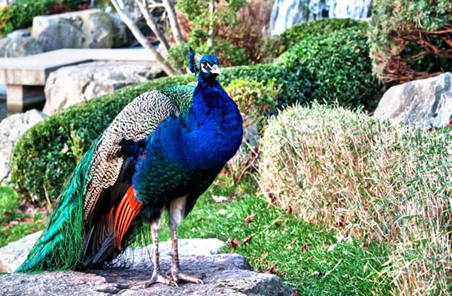 Peacock on a sidewalk Photo by: garageband, Public Domain https://pixabay.com/photos/bird-peafowl-peacock-wildlife-1980493/