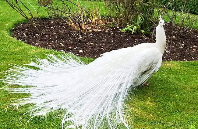 Portrait of a stunning Peahen Photo by: sandwichninjas, Public Domain https://pixabay.com/photos/peahen-bird-feathers-white-beauty-2516396/