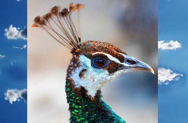 Closeup of a Peacock&#039;s head Photo by: Jean van der Meulen, Public Domain https://pixabay.com/photos/peacock-bird-animal-head-blue-3200056/