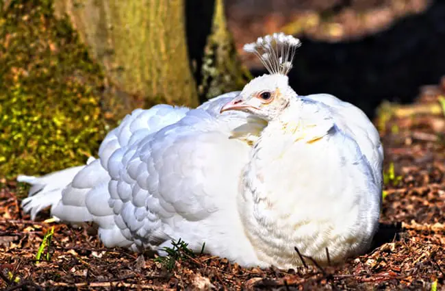 Peahen relaxing in the afternoon Photo by: Mabel Amber, still incognito, Public Domain https://pixabay.com/photos/white-peahen-peahen-peafowl-bird-3240865/