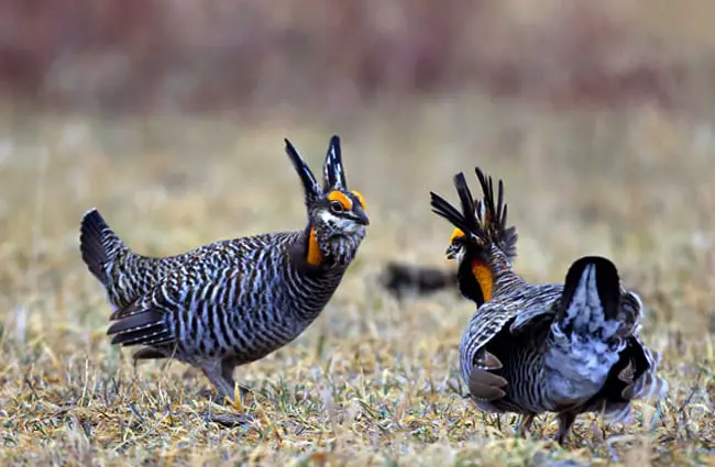 Greater Prairie Chicken, courtship display Photo by: Gregory &quot;Slobirdr&quot; Smith https://creativecommons.org/licenses/by-sa/2.0/