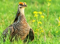 Portrait of a beautiful Greater Prairie ChickenPhoto by: Andy Reago & Chrissy McClarrenhttps://creativecommons.org/licenses/by-sa/2.0/