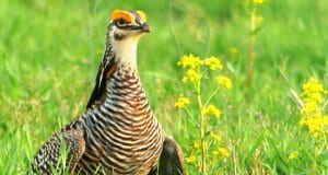 Portrait of a beautiful Greater Prairie ChickenPhoto by: Andy Reago & Chrissy McClarrenhttps://creativecommons.org/licenses/by-sa/2.0/