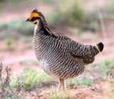 Lesser Prairie Chicken Photo By: Always A Birder! Https://Creativecommons.org/Licenses/By-Sa/2.0/