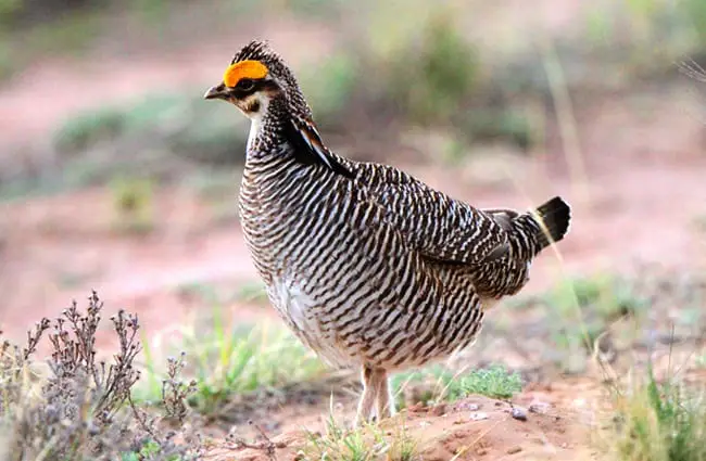 Lesser Prairie Chicken Photo by: Always a birder! https://creativecommons.org/licenses/by-sa/2.0/