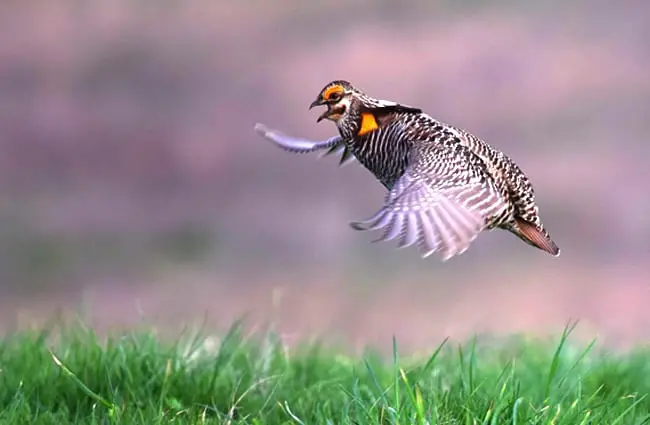 Prairie Chicken taking flight Photo by: Andy Reago &amp; Chrissy McClarren https://creativecommons.org/licenses/by-sa/2.0/