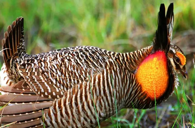 Male Prairie Chicken showing off his brightly-colored throat Photo by: John Ames https://creativecommons.org/licenses/by-sa/2.0/