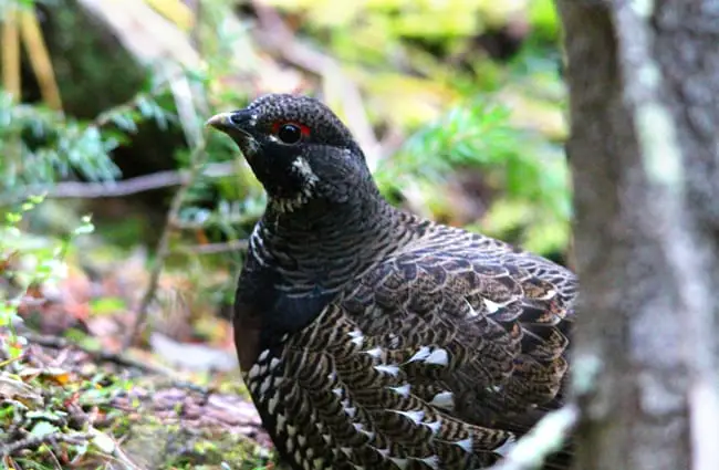 Willow Ptarmigan in summer Photo by: Jessica Rockeman https://pixabay.com/users/jmrockeman-1733731/