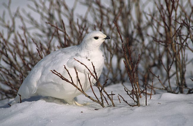 Ptarmigan in her winter plummagePhoto by: (c) natureguy www.fotosearch.com