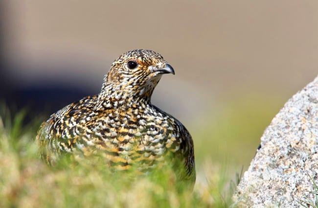 Rock Ptarmigan, photographed in ScotlandPhoto by: (c) mikelane45 www.fotosearch.com