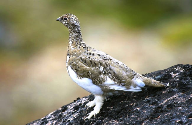 Rock Ptarmigan, on a rock near Qoornoq, Greenland Photo by: (c) gentoo www.fotosearch.com