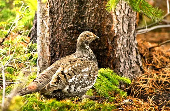 Ptarmigan in the wilderness in Colorado Photo by: (c) aaron007 www.fotosearch.com