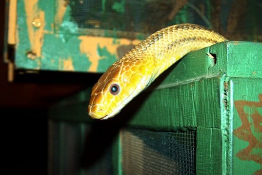 Yellow Rat Snake climbing out of a boxPhoto by: sandrapetersenPD https://pixabay.com/users/sandrapetersen-1630624