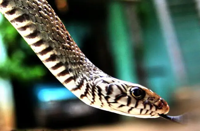 Rat Snake Photo by: Chandan Singh https://creativecommons.org/licenses/by-sa/2.0/