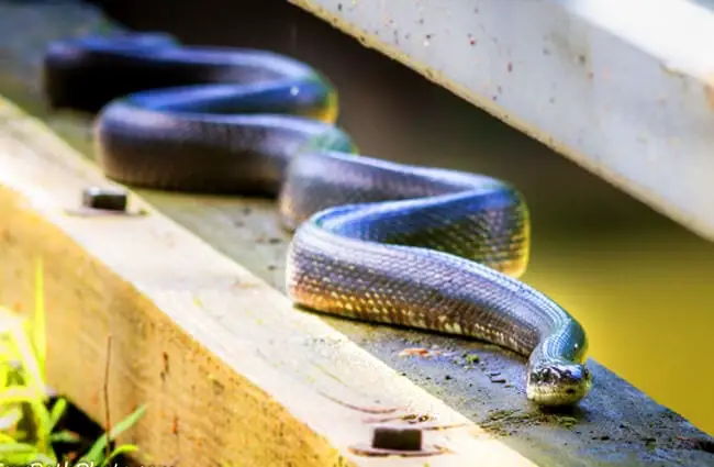 Black Rat Snake Cuyahoga Valley National Park, Brecksville, OH Photo by: Kevin Vance https://creativecommons.org/licenses/by-sa/2.0/