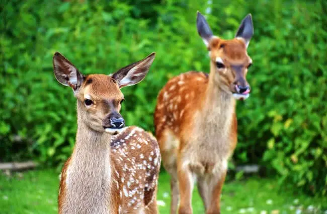 A pair of Red Deer fawns