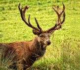 Red Deer Stag Showing Off His Impressive Rack Of Antlers