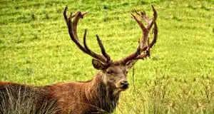 Red Deer stag showing off his impressive rack of antlers