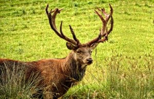 Red Deer stag showing off his impressive rack of antlers