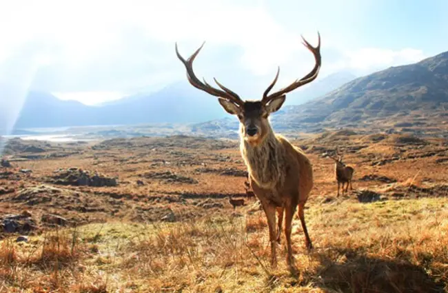 Red Deer stag posing for a pic