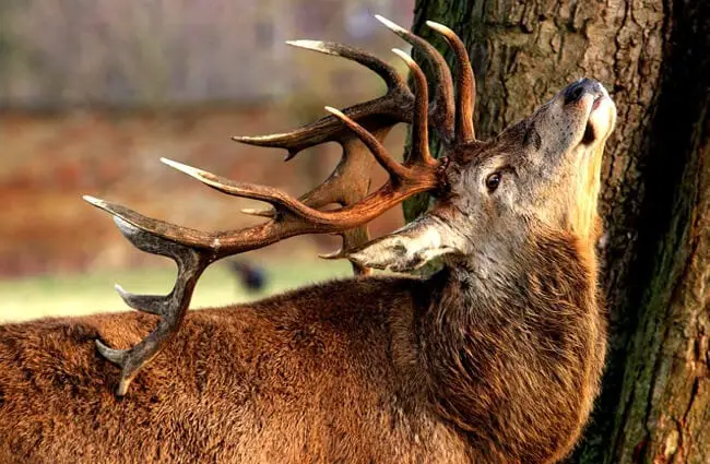 Red Deer stag rubbing the velvet off his antlers