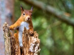 Cute little Red Squirrel watching from a tree stump