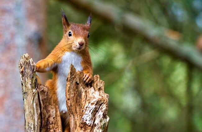 Red Squirrel - Description, Habitat, Image, Diet, and Interesting Facts