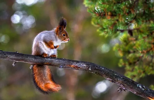 Red Squirrel balanced on a small branch