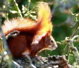 Red Squirrel In Profile - Notice His Stunning Tail