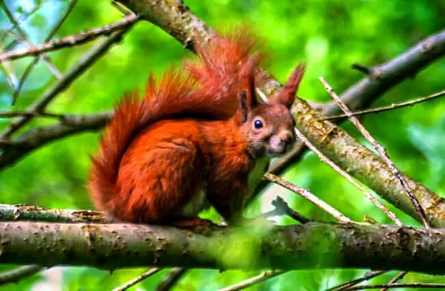 Deeply-colored Red Squirrel checking out the camera from his lofty perch.