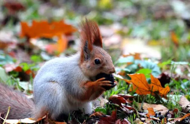 Lunch Break! This cute Red Squirrel is eating a nut.