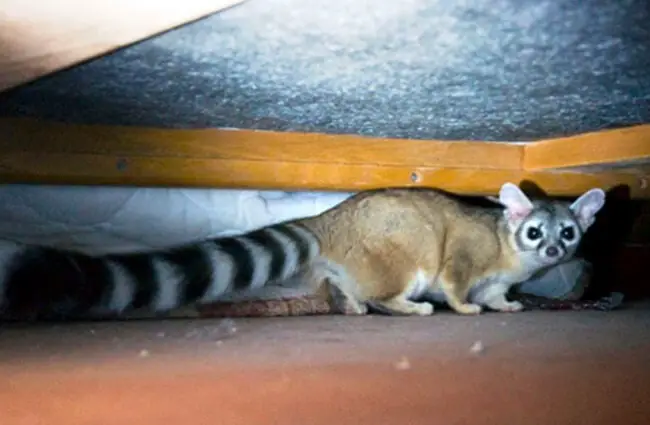 Ringtail cat in the crawlspace Photo by: Pixelfugue CC BY 3.0 https://creativecommons.org/licenses/by/3.0