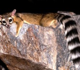 Ringtail Lounging On A Flat Rockphoto By: © Robertbodycc By-Sa 3.0 Https://Creativecommons.org/Licenses/By-Sa/3.0/Deed.en