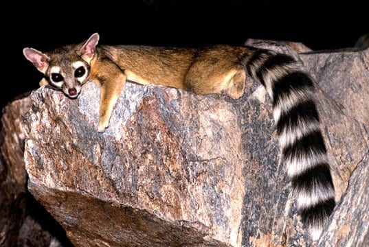 Ringtail lounging on a flat rockPhoto by: © RobertbodyCC BY-SA 3.0 https://creativecommons.org/licenses/by-sa/3.0/deed.en
