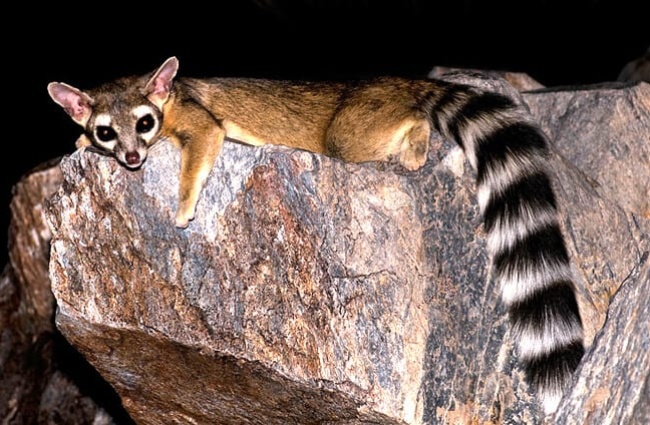Ringtail lounging on a flat rockPhoto by: © RobertbodyCC BY-SA 3.0 https://creativecommons.org/licenses/by-sa/3.0/deed.en