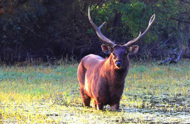 sambar-description-habitat-image-diet-and-interesting-facts