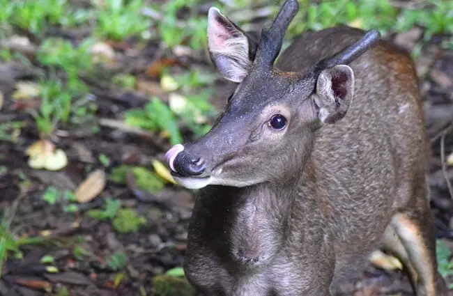 Closeup of a Sambar Photo by: Toby Humby, Pixabay https://pixabay.com/photos/deer-sambar-deer-sambar-borneo-4029779/