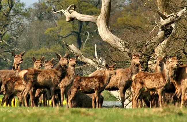 Sambar herd Photo by: pinkpuppy, Pixabay https://pixabay.com/photos/deer-sambar-mammal-animal-antler-317787/
